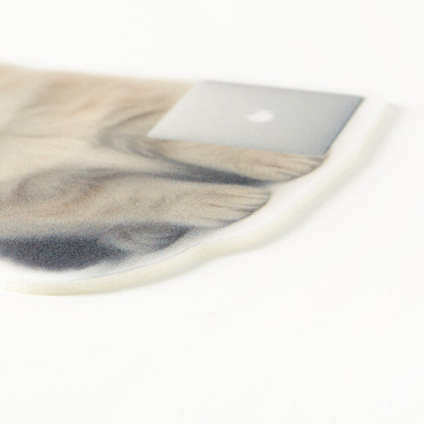 Close-up of a cat's face on a white background